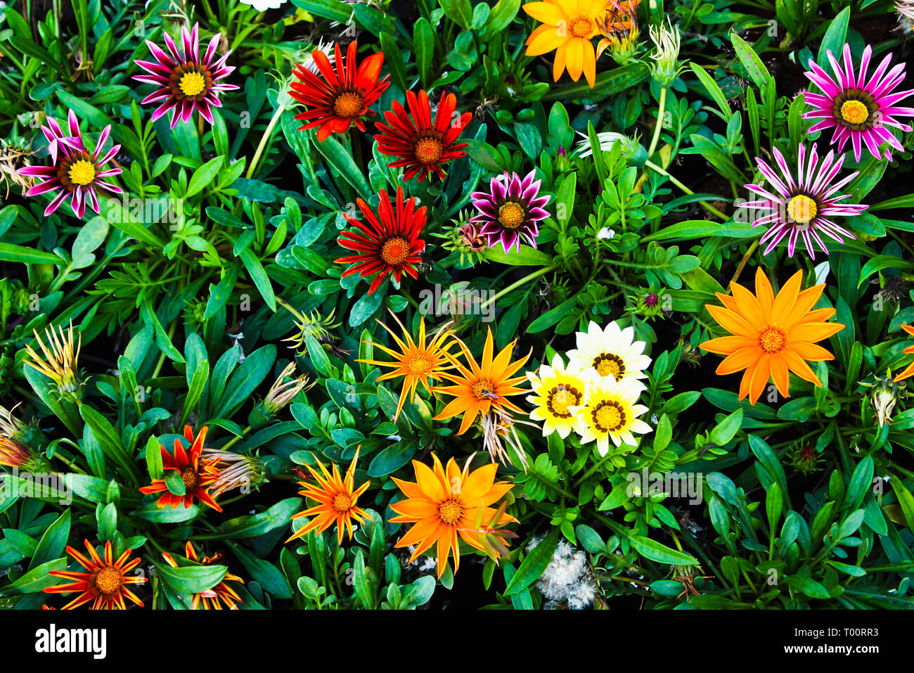 Gazania rigens Blüten in verschiedenen Farben. Stockfoto