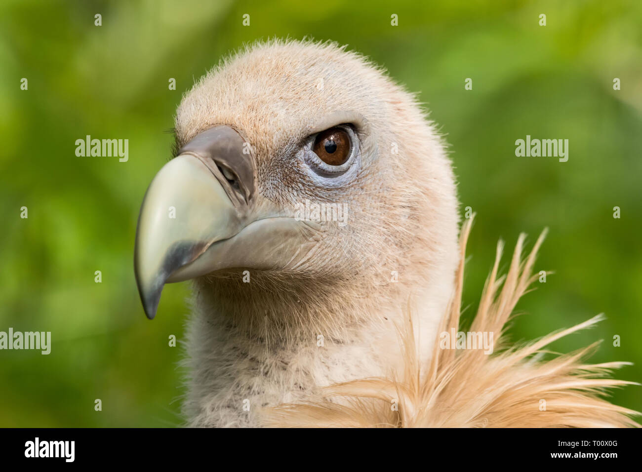 Profil anzeigen von schönen gefangenen Beute Vogel auf einem unscharfen Hintergrund isoliert. Stockfoto