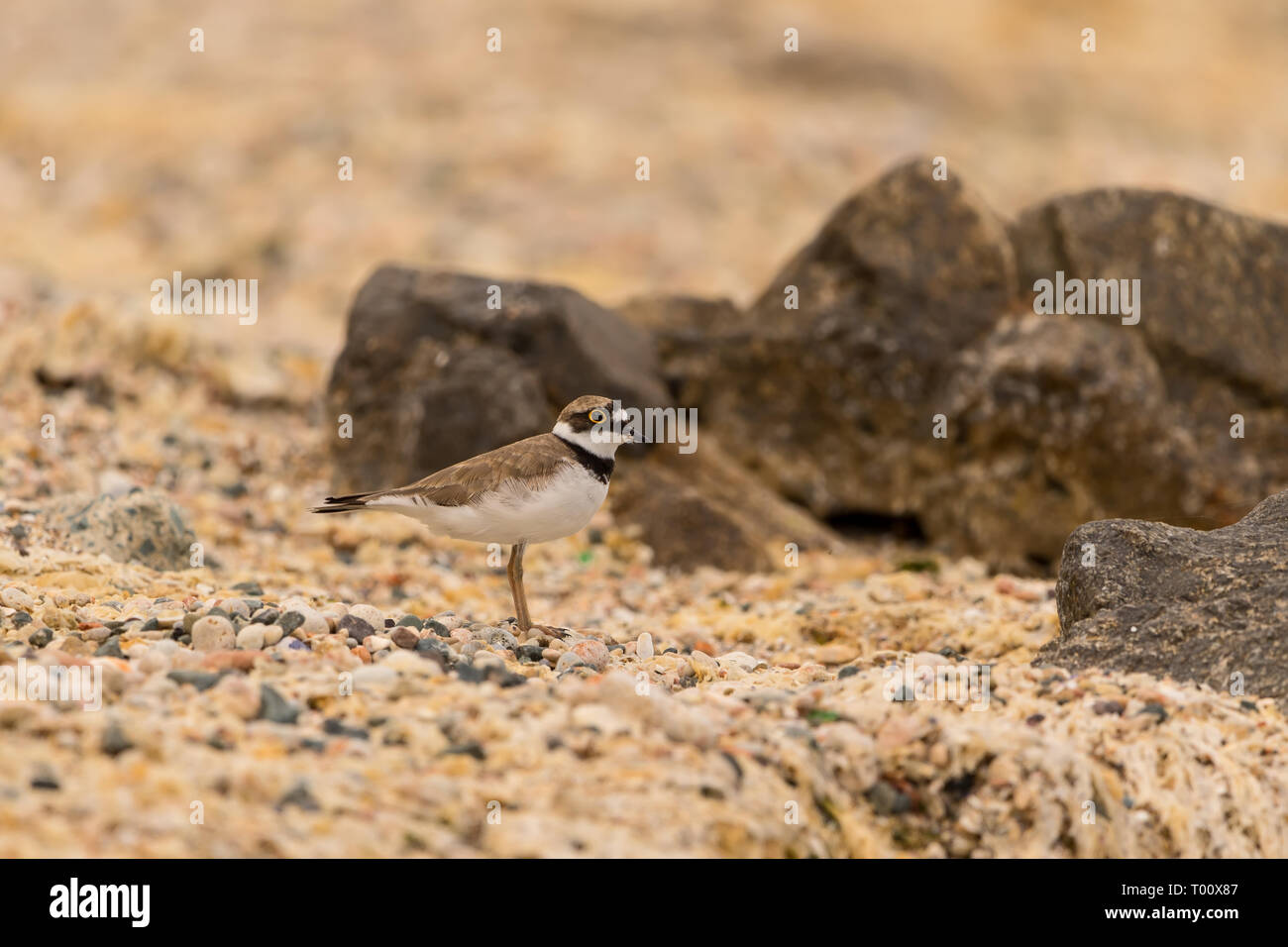 Ich habe versucht, die Fotographie dieses kleine Wesen so nahe, wie ich konnte. Es war sehr schüchtern. Stockfoto