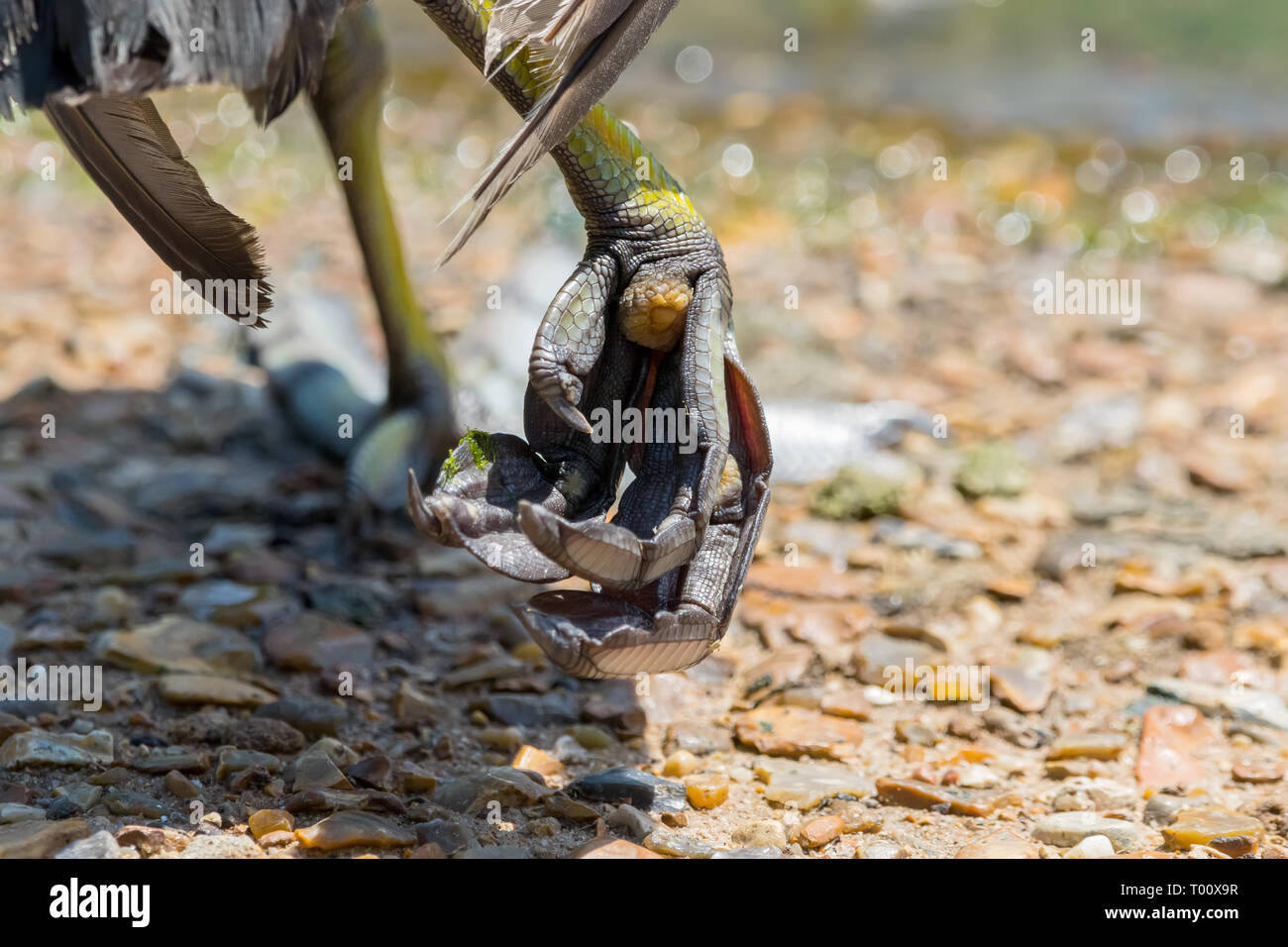 Ich sah dieses kleine Detail, beeindruckende Fuß, wie ich sie noch nie zuvor gesehen haben, in der Nähe des Sees in St. James's Park entfernt. Stockfoto