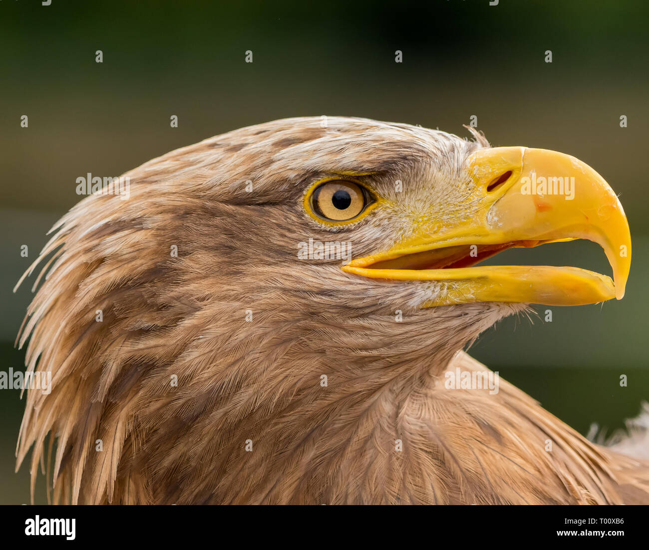 Die White-tailed eagle's Ernährung ist abwechslungsreich, opportunistische und saisonal. Beute Exemplare können oft gehören Fische, Vögel und, meist in einer sekundären Kapazität, Stockfoto