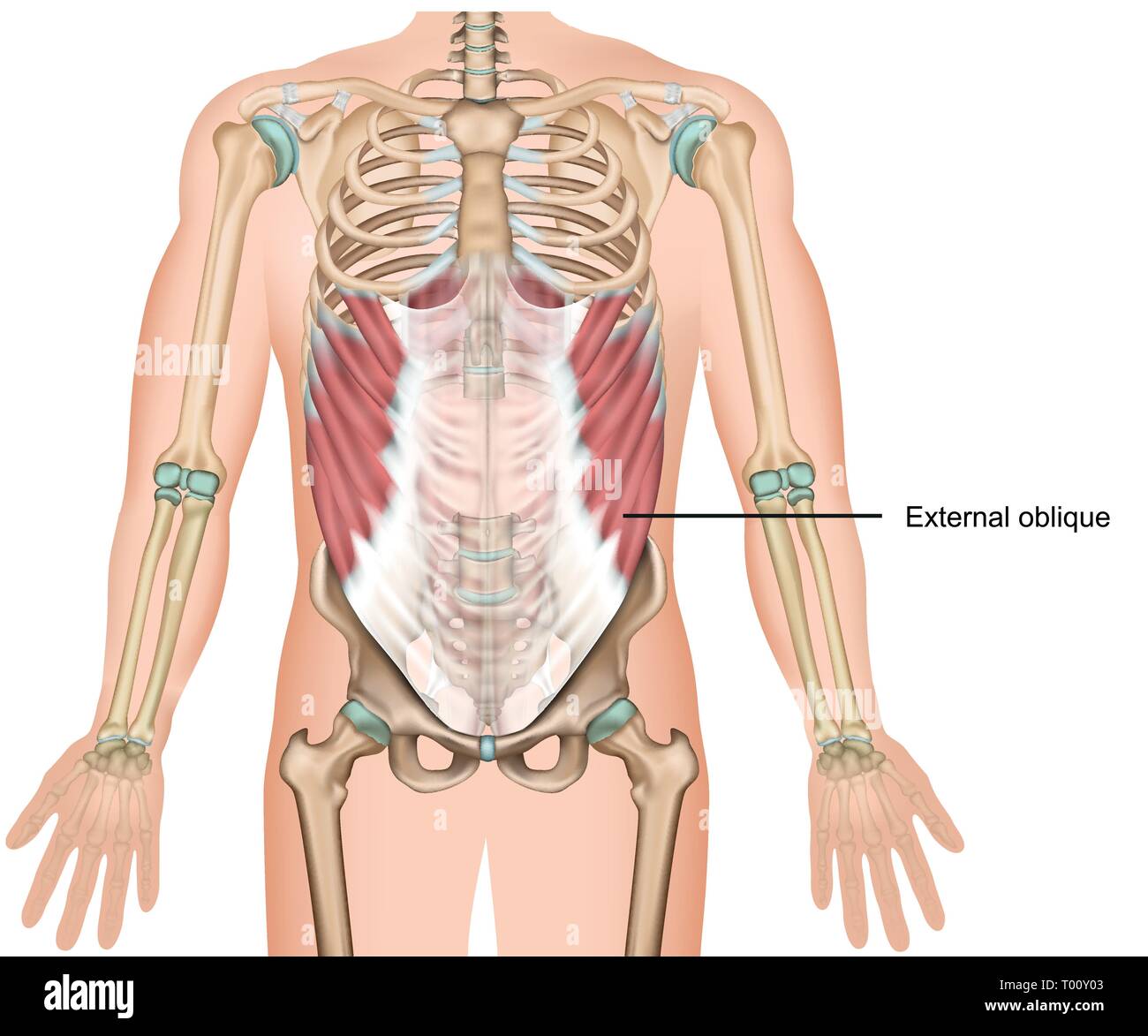 Externe oblique Muskel 3 d medical Vektor-illustration obere Bauchmuskeln Stock Vektor