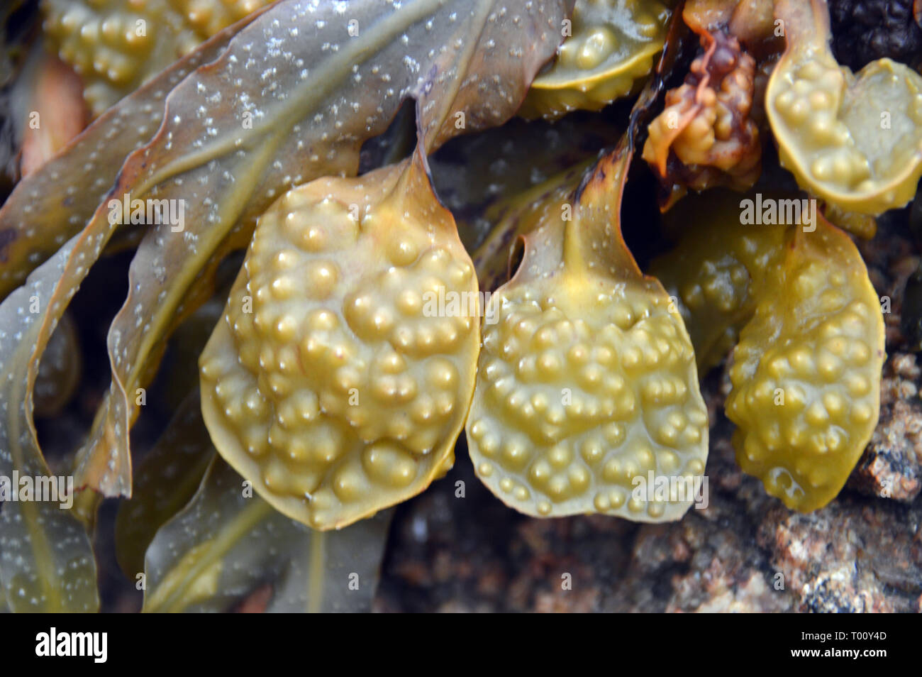 Nahaufnahme der Lufteinschlüsse auf blasentang Fucus vesiculosus Algen'' bei Ebbe aus La Rocque Punkt auf der Insel Jersey, Channel Isles, UK. Stockfoto