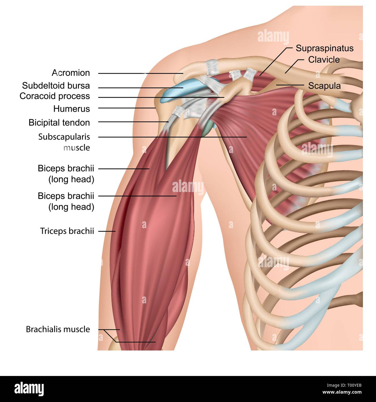 Die Muskeln der Schulter und Arm 3 d medical Vector Illustration auf weißem Hintergrund Stock Vektor