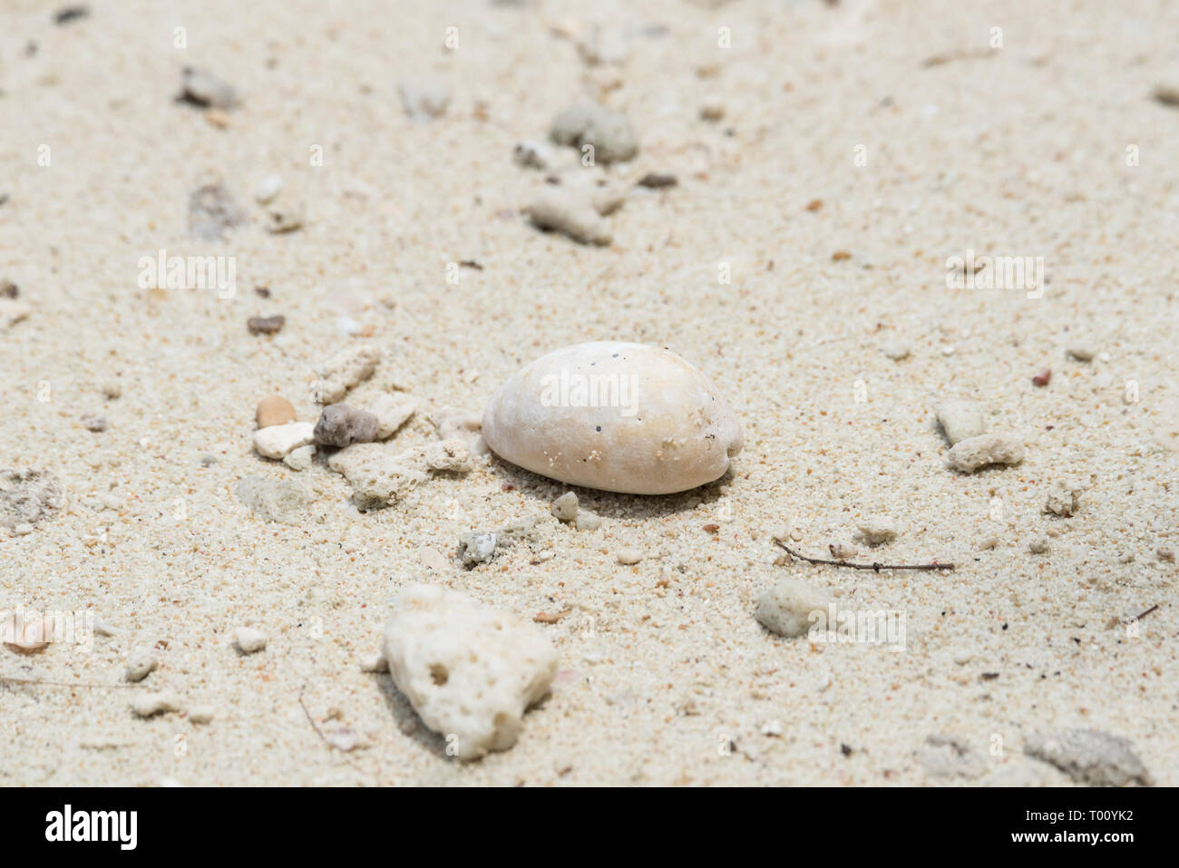 Pisang Insel nicht identifizierten Cowrie shell 2 Stockfoto