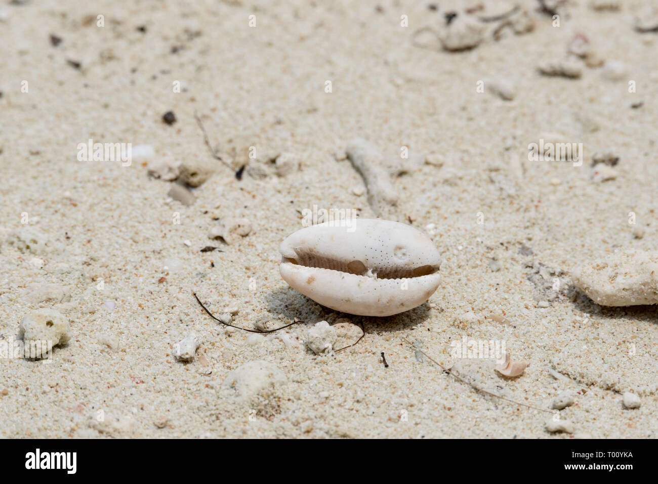 Pisang Insel nicht identifizierten Cowrie shell 2 Stockfoto