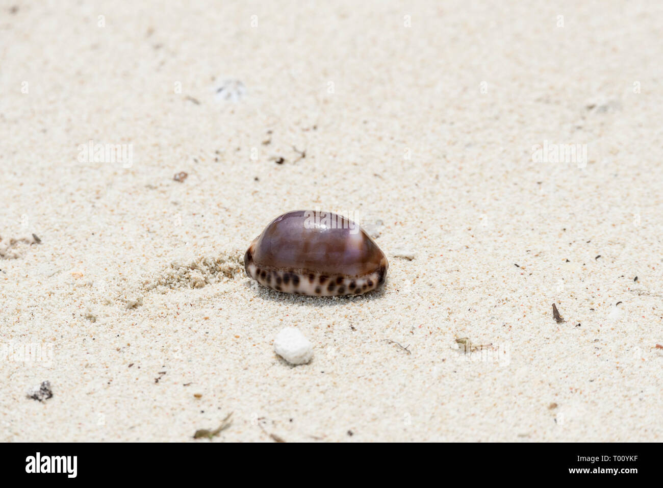 Pisang Insel nicht identifizierten Cowrie shell 1. Stockfoto