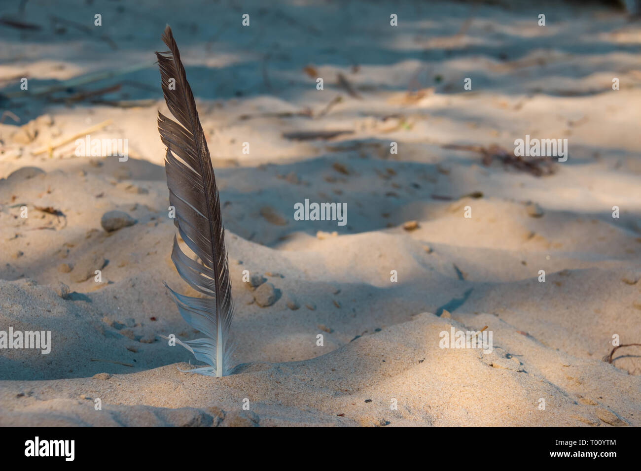 Eine Vogelfeder im Sand Stockfoto