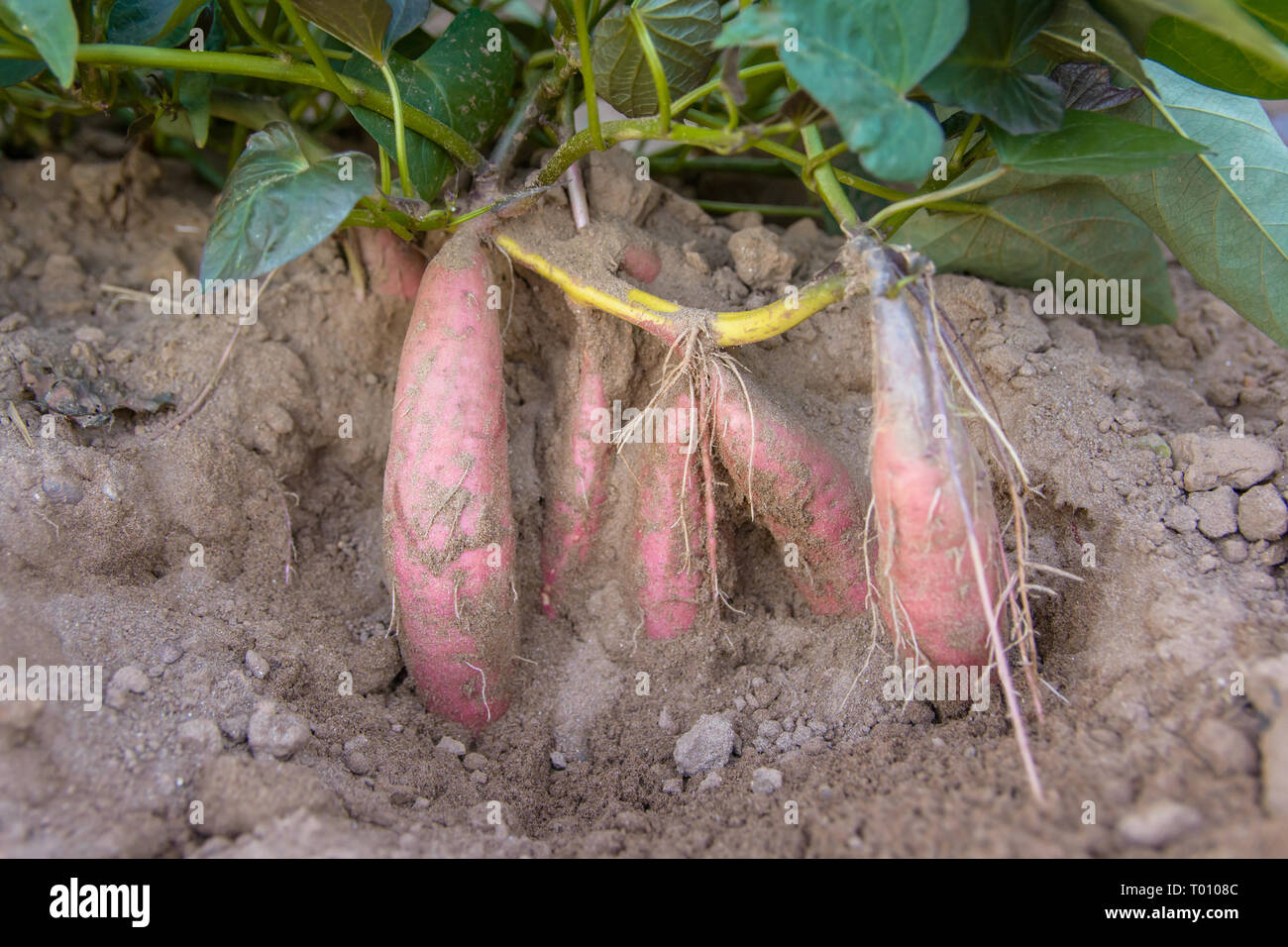 Ernte Süßkartoffel-Anlage mit Knollen im Boden Schmutz Oberfläche Stockfoto