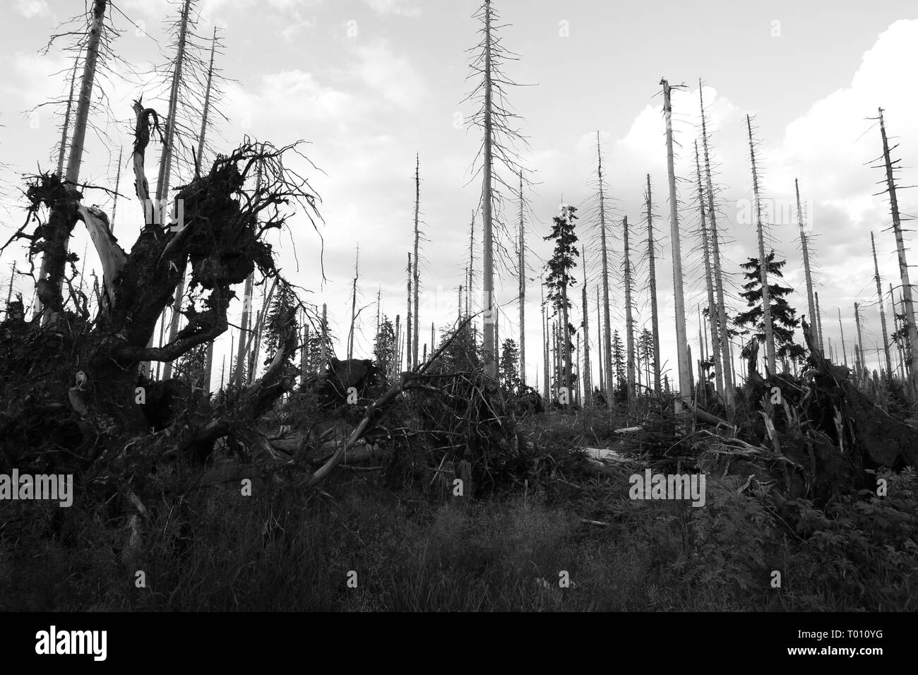 Nationalpark Bayerischer Wald Stockfoto
