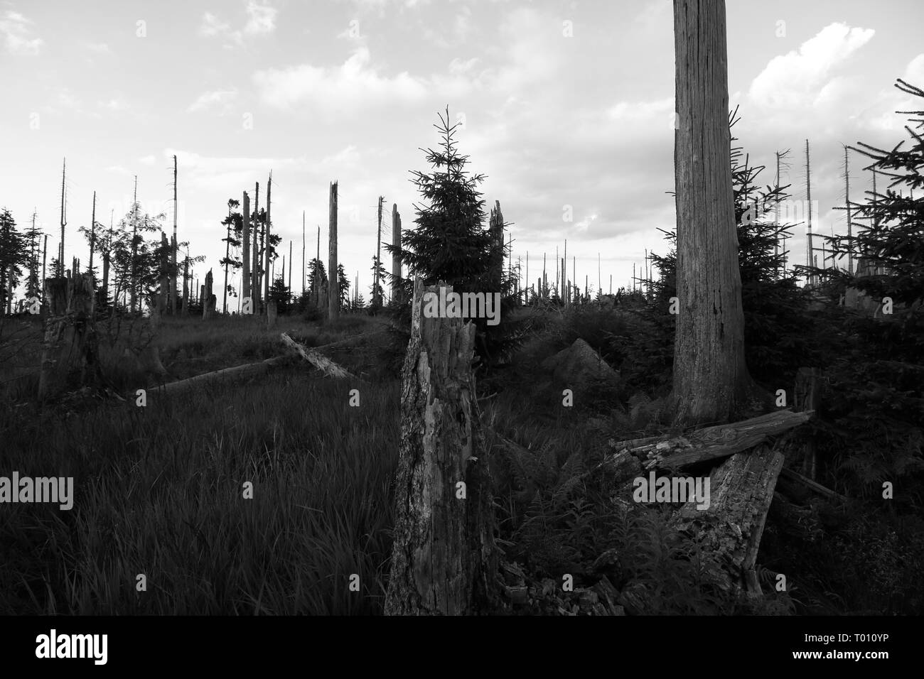 Nationalpark Bayerischer Wald Stockfoto