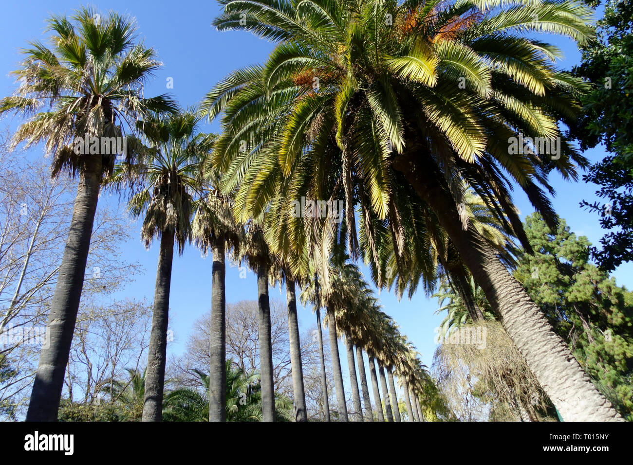 Valencia Gärten, Jardin del Real, der Königliche Garten, Palmen, Spanien Stockfoto