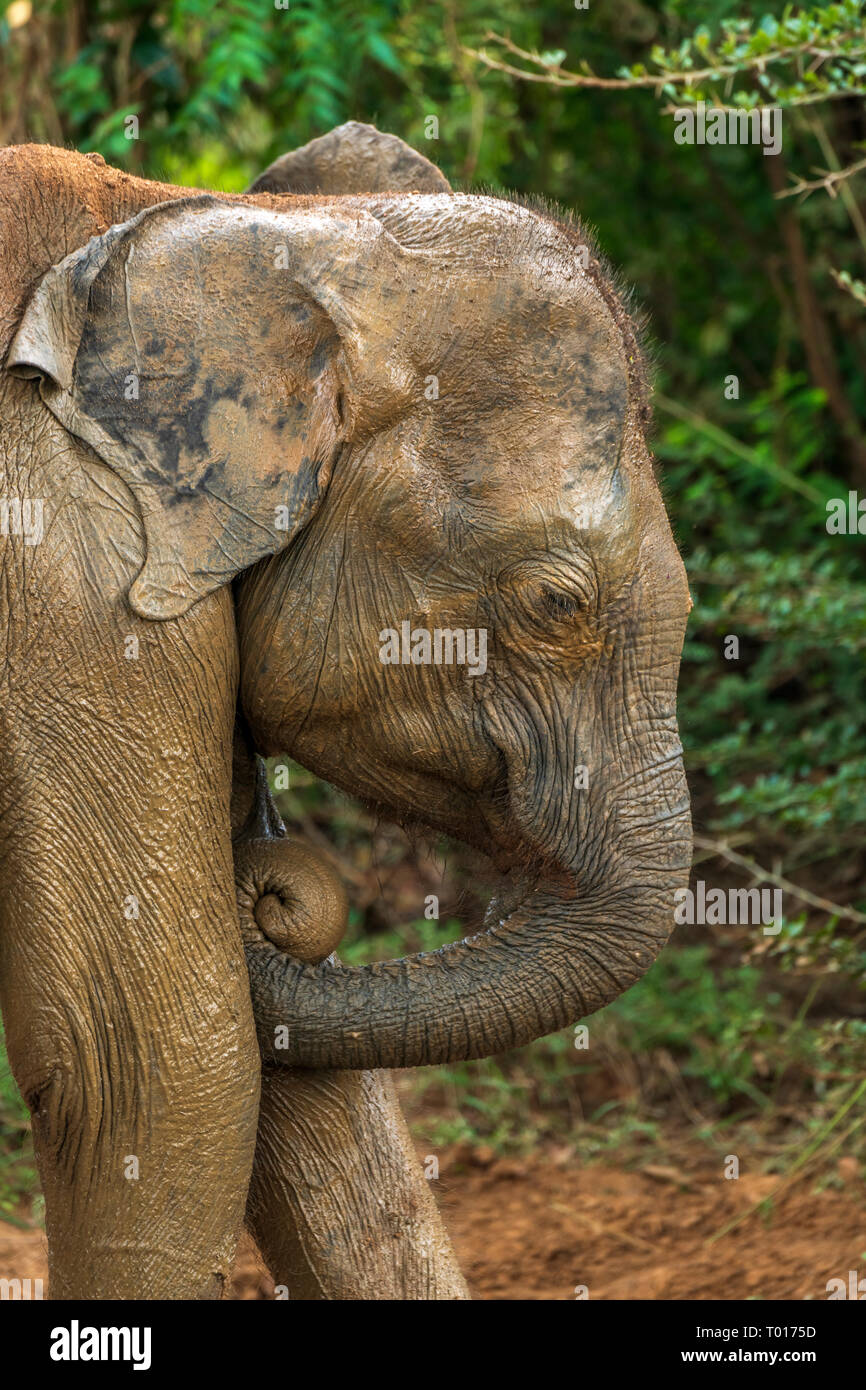Ein junger Elefant kühlt sich ab von der Hitze, die sich im Schlamm aus einem kleinen Pool in Udawalawe National Park in der südlichen Provinz von Sri Lanka. Stockfoto