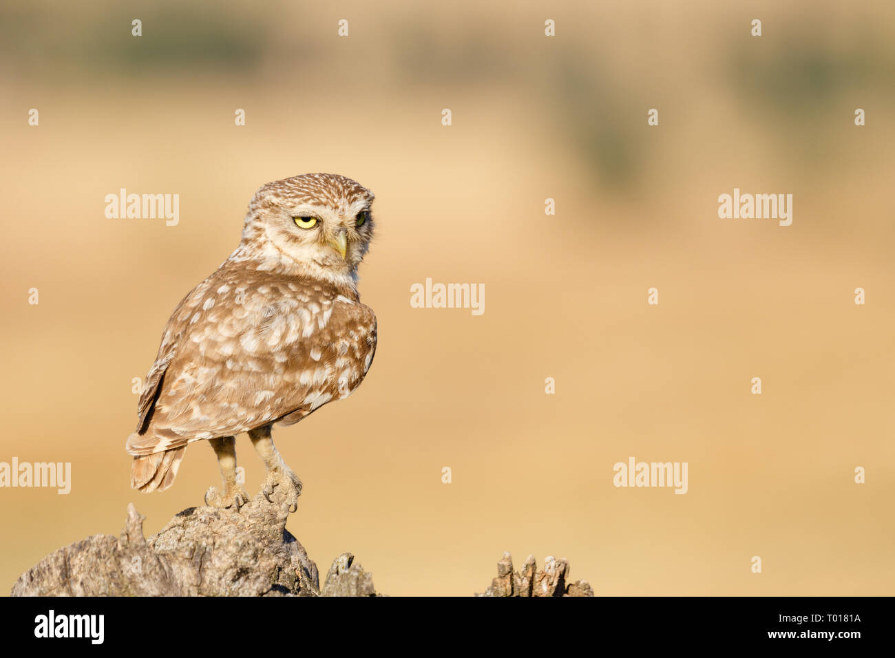 Nach Steinkauz (Athene noctua), auf einem Stein, Lleida, Katalonien, Spanien gehockt Stockfoto