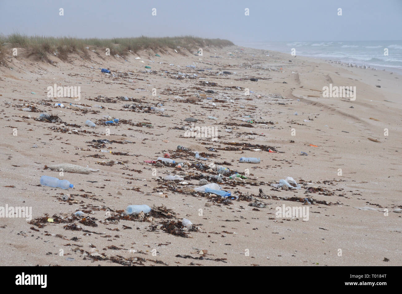 Verschmutzten Strand im Osten Oman Stockfoto