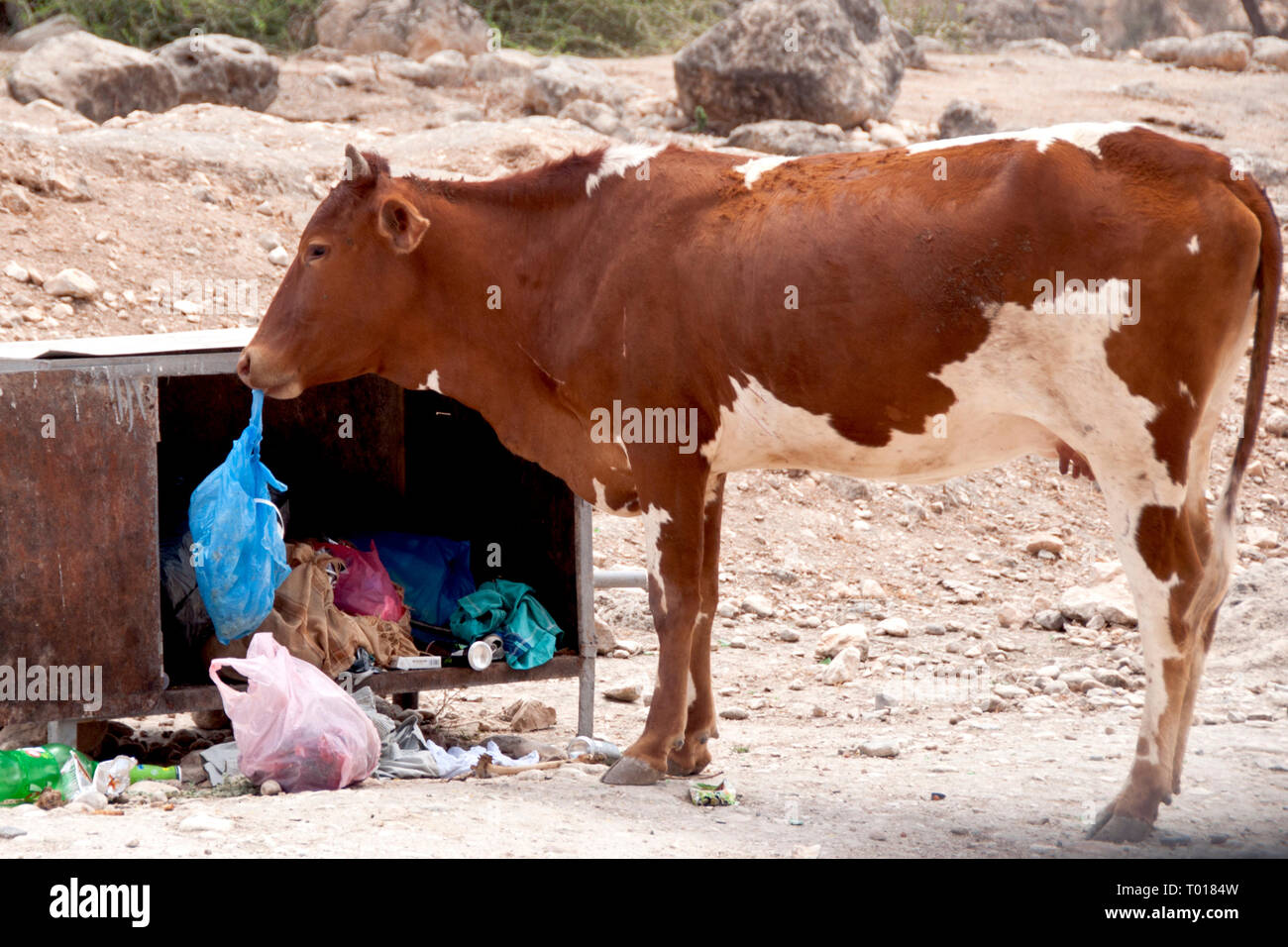 Kuh Kunststoff Essen an einem touristischen hotspot Oman Stockfoto