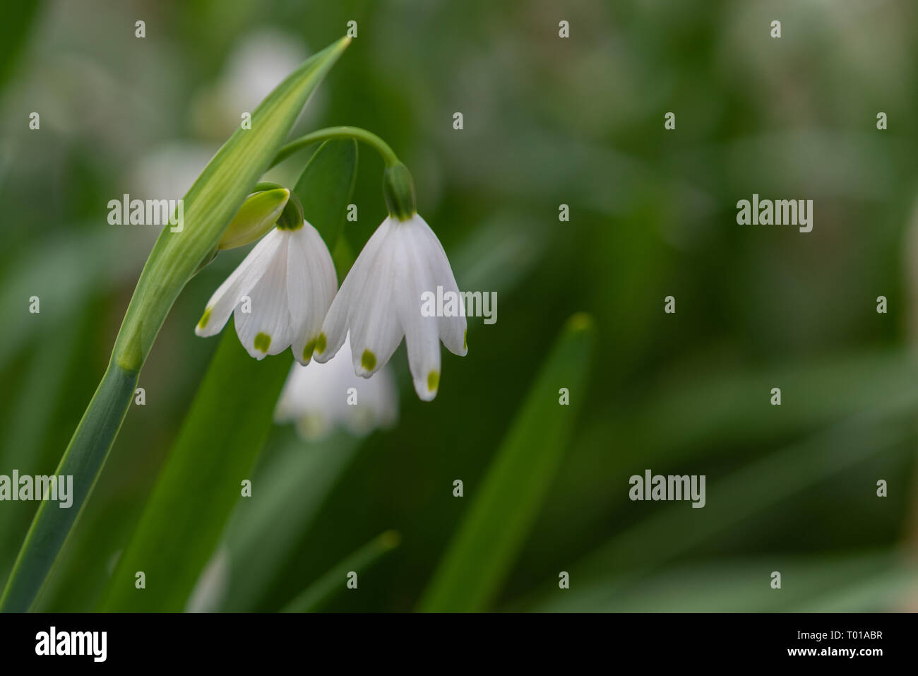 Bild von einer Schneeflocke Blume. Stockfoto