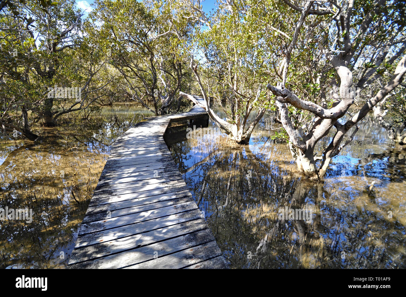 Diese Promenade kreuzt den Waitangi River, dann eine Mangrove vor dem Anschluss der Haruru Falls aus der Waitangi Treaty Grounds erreicht. Stockfoto