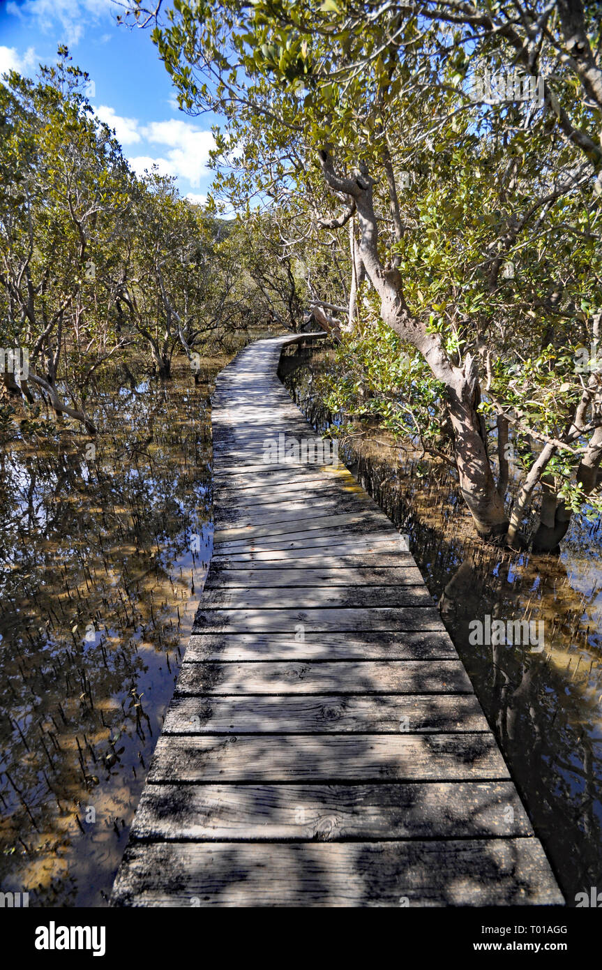 Diese Promenade kreuzt den Waitangi River, dann eine Mangrove vor dem Anschluss der Haruru Falls aus der Waitangi Treaty Grounds erreicht. Stockfoto