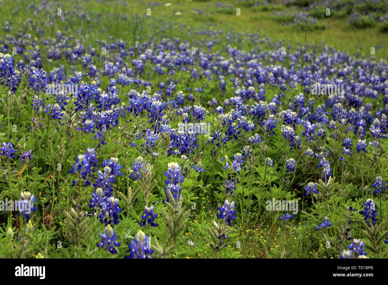 Bluebonnet Saison ist meine liebste Jahreszeit. Stockfoto