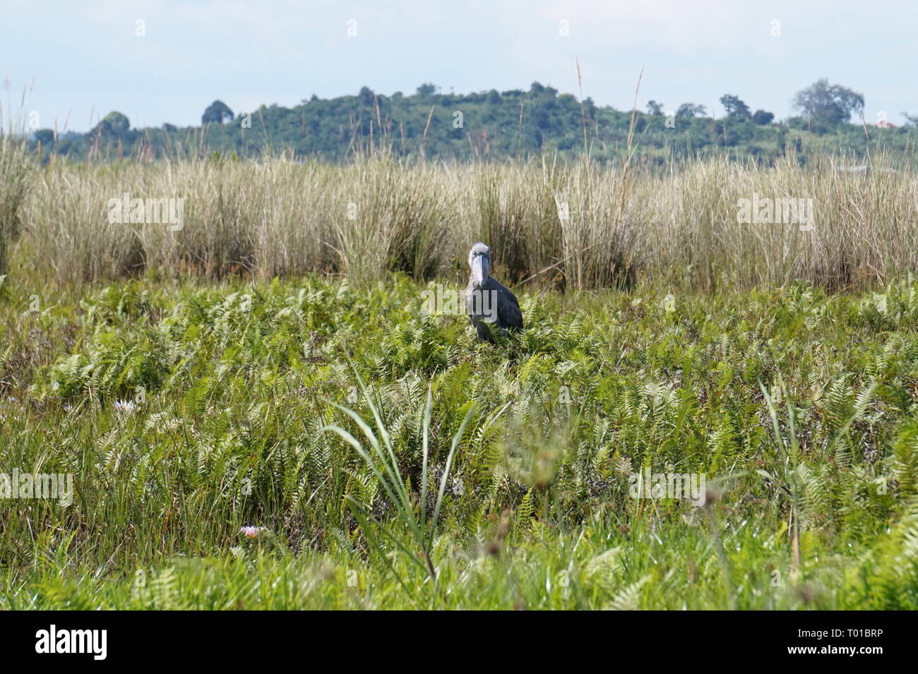 Ein schuhschnabel unter einigen Reed in die Bucht von Mabamba Wetland Systems, Uganda Stockfoto