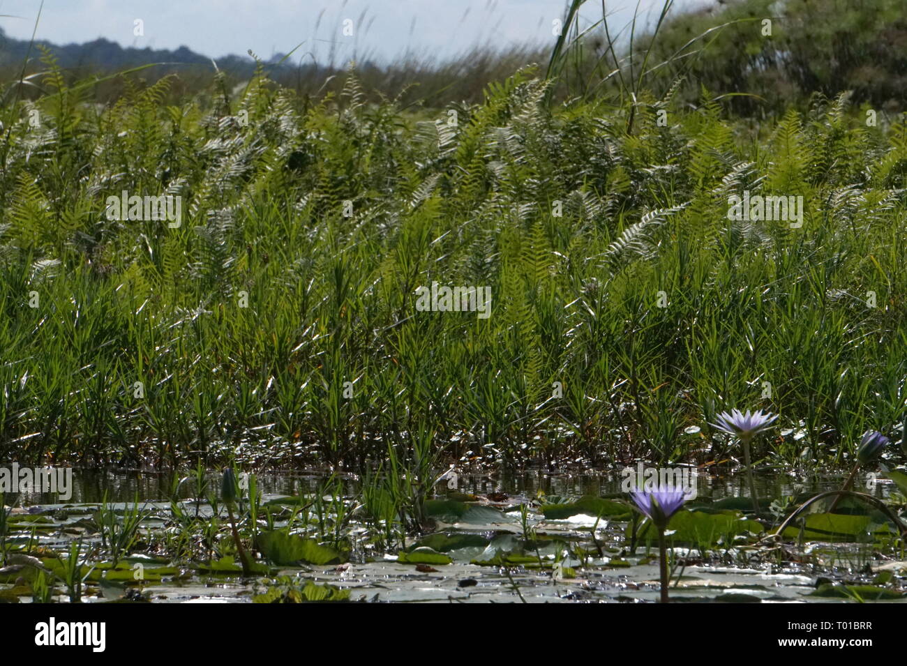 Bucht mabamba Wetland Systems, Uganda Stockfoto