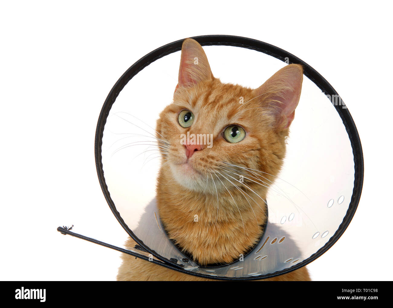 Portrait einer orange Ginger tabby Katze, das Tragen eines elizabethian Kragen nach der Operation selbst, um Verletzungen zu verhindern. Auch als e-Kragen oder der Kegel von Sha Stockfoto