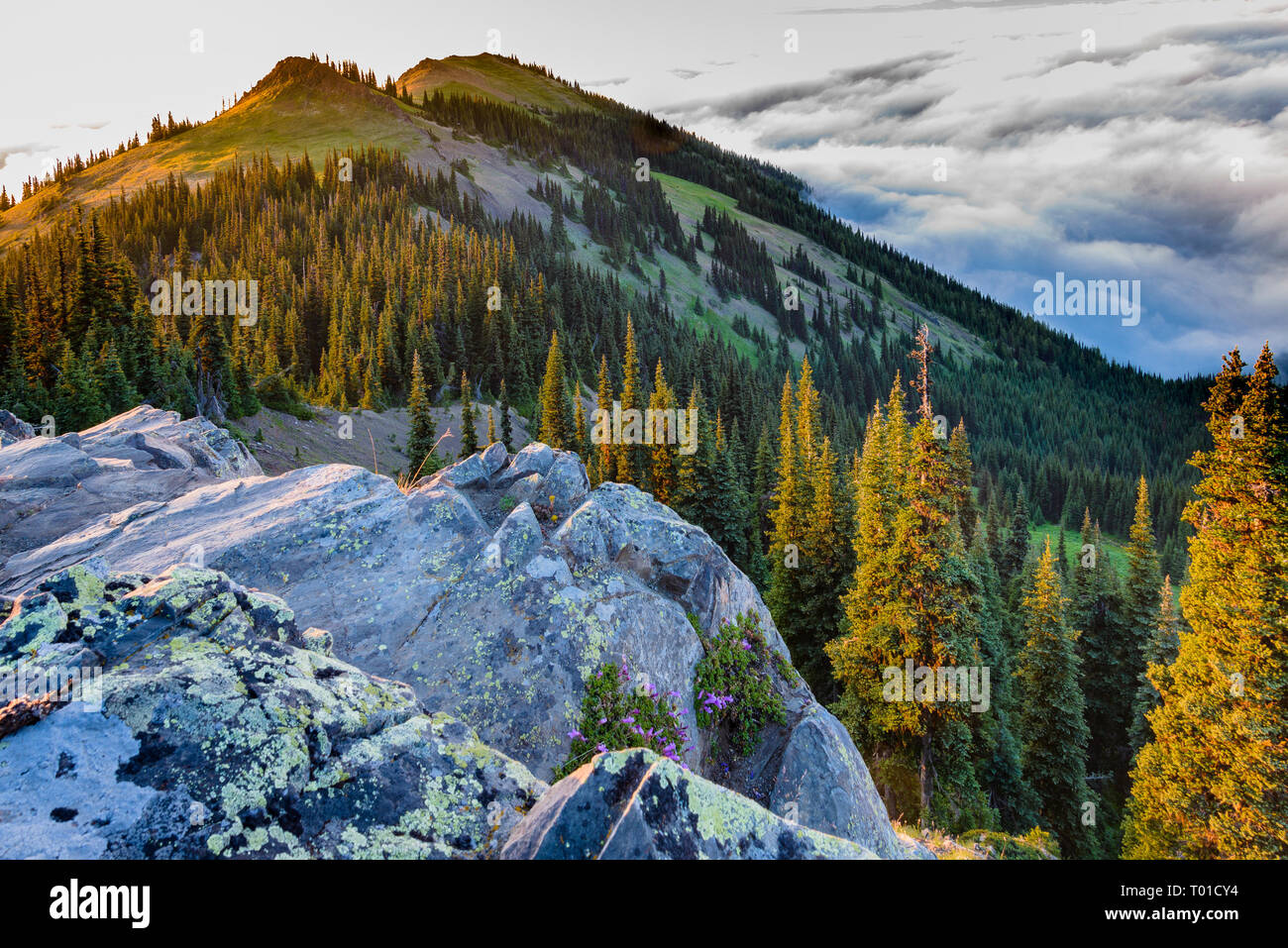 Blue Mountain, Olympic National Park, Washington, United States Stockfoto