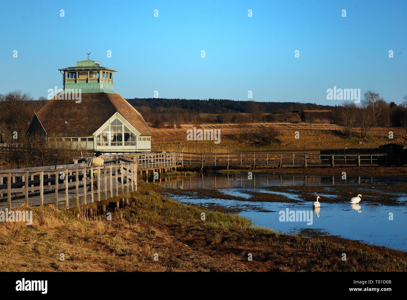 Viele Menschen besuchen Hornborgasee, Hornborgasjön, Schweden im April tausende von Kranichen zu sehen. Stockfoto