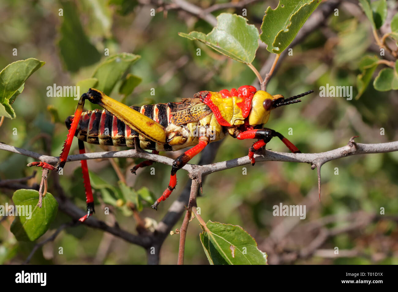 Giftige milkweed Heuschrecke Phymateus (spp.) auf eine Pflanze, Südafrika Stockfoto