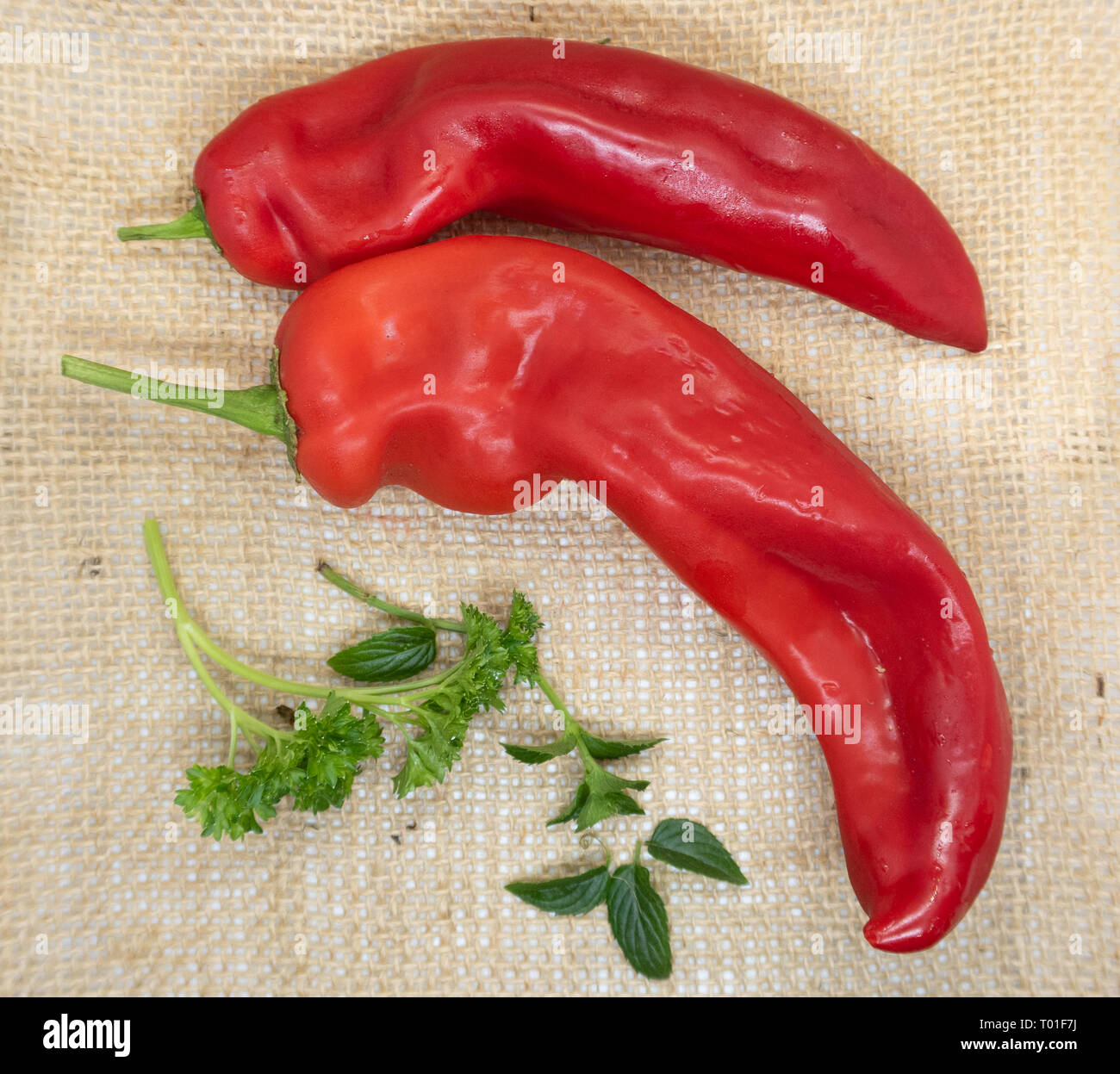 Lange curly Red frische Paprikaschoten in der Saison im Sommer Stockfoto