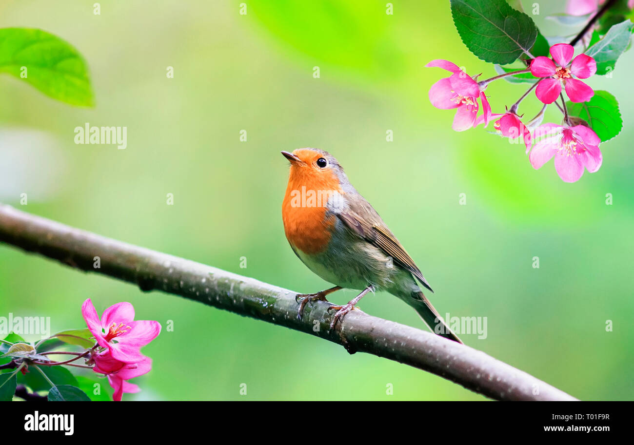 Feder natürlichen Hintergrund mit einem kleinen niedlichen songbird Robin sitzen im Mai Garten auf einem Zweig einer blühenden Apfelbaum mit Rosa Hell duftenden Stockfoto