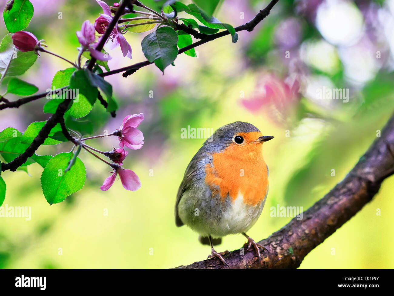 Feder natürlichen Hintergrund mit einem kleinen niedlichen songbird Robin sitzen im Mai Garten auf einem Zweig einer blühenden Apfelbaum mit Rosa Hell duftenden Stockfoto