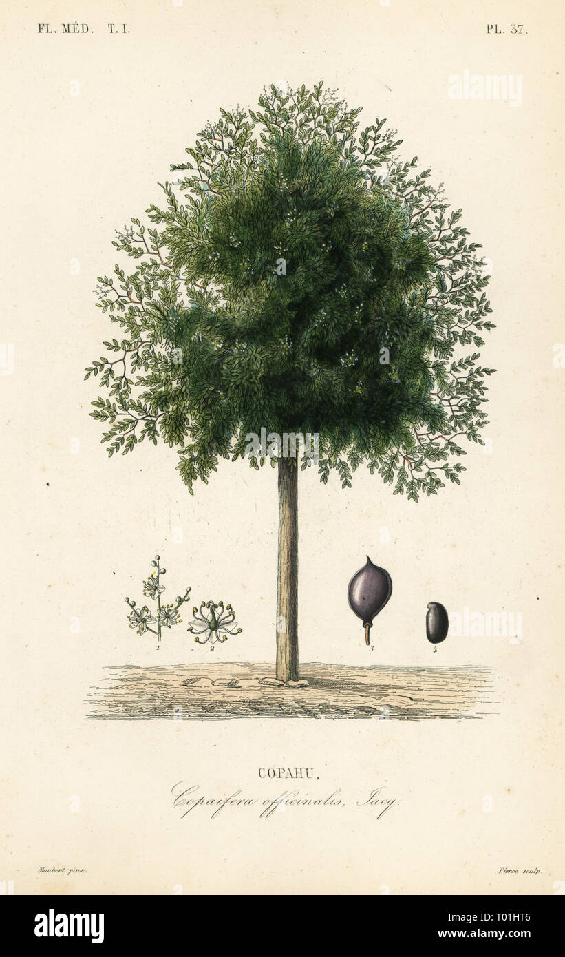 Copaiba Baum, Copaifera officinalis, Copahu. Papierkörbe Stahlstich von Pierre nach einem botanischen Illustration von Edouard Maubert von Pierre Oscar Reveil, A. Dupuis, Fr. Gerard und Francois Herincq's La Regne Vegetal: Flore Medicale, L. Guerin, Paris, 1864-1871. Stockfoto