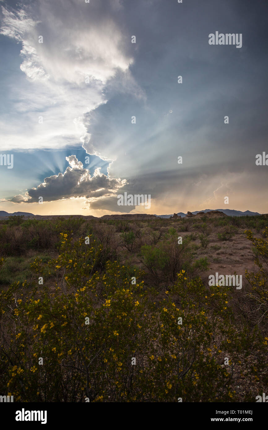 Panther Junction, Brewster County, Texas, USA Stockfoto