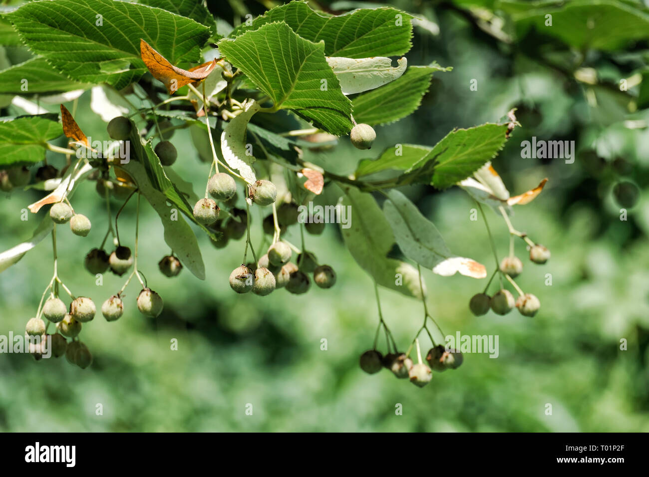 Früchte der largeleaf Linden. Tilia Obst Stockfoto
