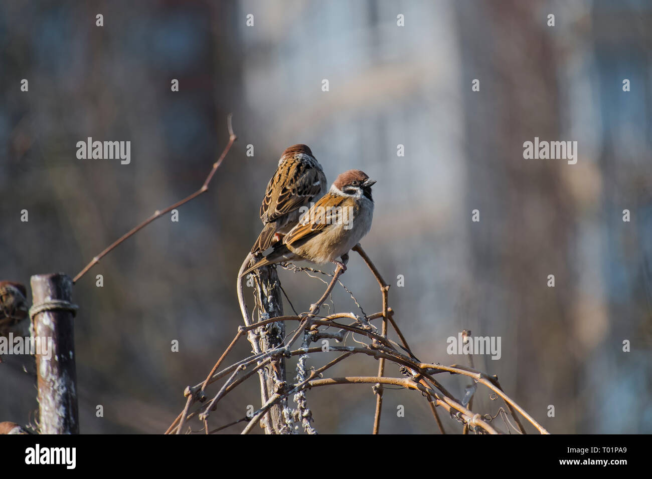 Spatzen sitzen auf einem trockenen Wein (Passer domesticus) Stockfoto