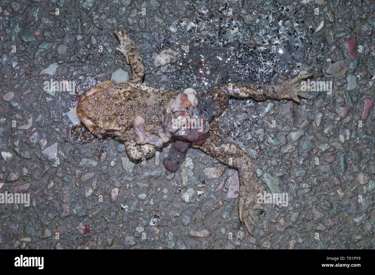 Erdkröte (Bufo bufo) in der Straße, die von vorbeifahrenden Auto auf dem Frühjahrszug getötet. Surrey, Großbritannien. Stockfoto