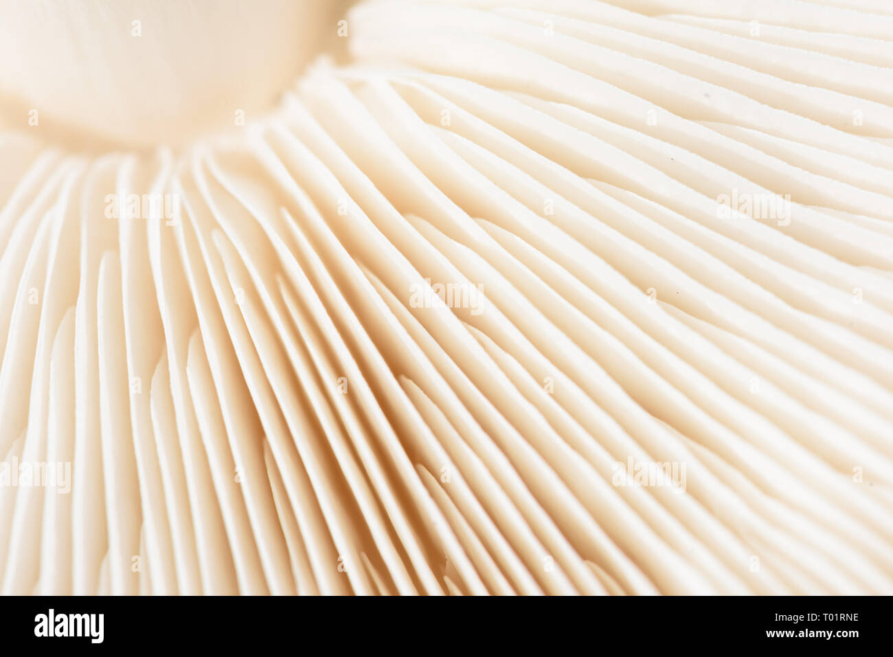 Closeup makro Bild wenn die kiemen unter einem weißen Pilzscheibe in eine Welle wie Form Stockfoto