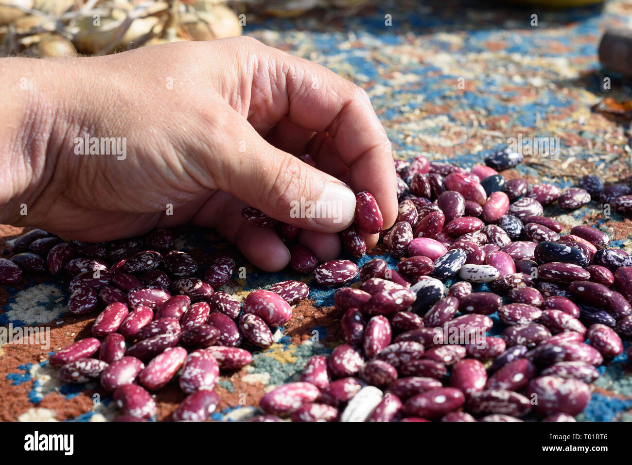 Weiße männliche Hand prüft runner bean Samen von einem Stapel in natürlichem Sonnenlicht Stockfoto