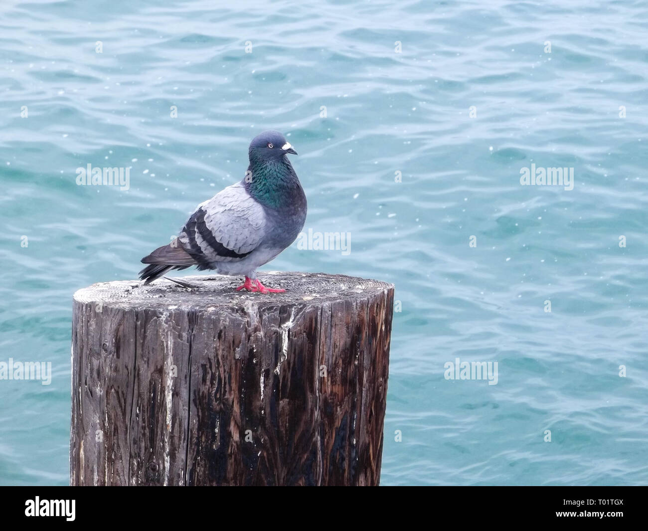 Taube auf eine häufung an der Pier, Seal Beach, CA. Möwen sind nicht die einzigen Vögel, die Positionen an der Pier; Tauben erscheinen die Möwen zu übertreffen Stockfoto