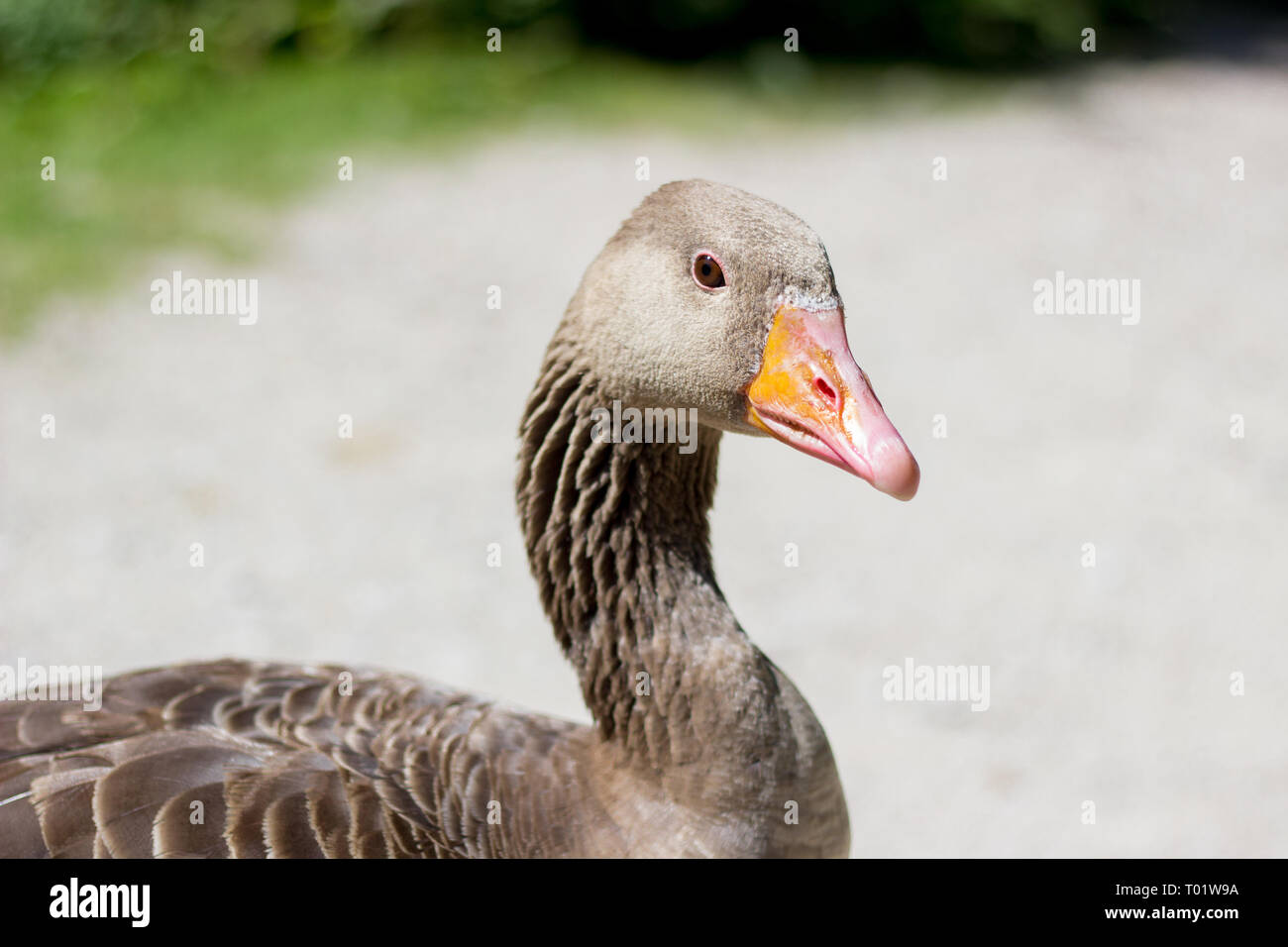 Grauer natürlicher Hintergrund für Gans Stockfoto