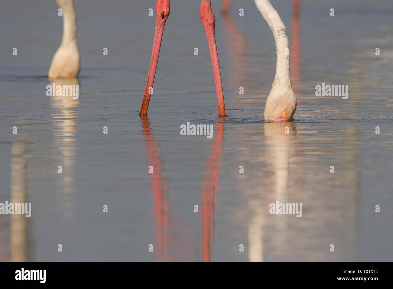 Flamingos (Phoenicopterus Roseus) Stillen im Thol Vogelschutzgebiet, Gujarat, Indien. Stockfoto