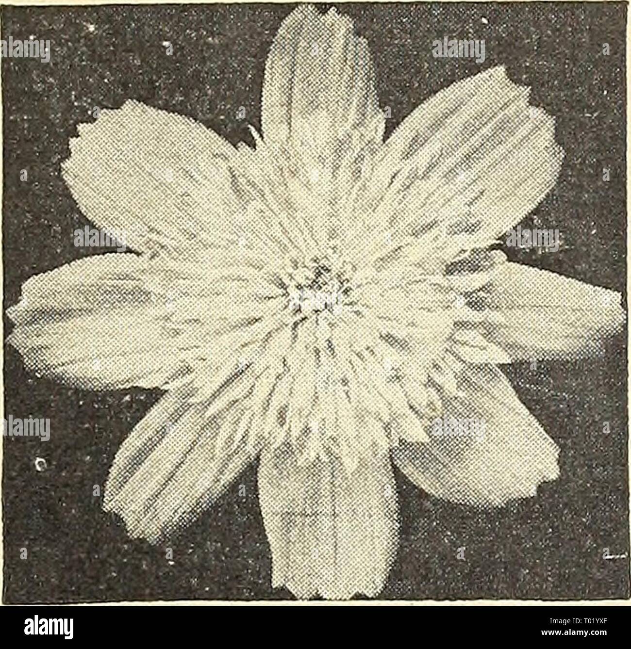 Dreer's Garden buchen Sie für 1943. dreersgardenbook 1943 henr Jahr: 1943 Calendula, Gelb kolossale Doppel Calendula Ringelblume Scotch® 1598 Gelb kolossal. Bei weitem der größte aller Calendulas und als freie Entfaltung. Formen gut abgerundeten Pflanzen 18 cm gross mit grossen leuchtend zitronengelben Blüten bedeckt. Pkt. ISc;. oz. 40 c; Y 2 oz. 6 Sc. 1568 Chrysantha Orange Sunshine. Auffällige kugelförmigen Blüten aus breite Blütenblätter präsentiert eine exquisite helle orange von außergewöhnlicher Bril- liance. Kräftige, reichblühend und hervorragend für Garten Anzeige- und Cut-ting. Pkt. 10 c; 14 oz. 2 Sc; Oz. 75 C. 1 572 Ora Stockfoto