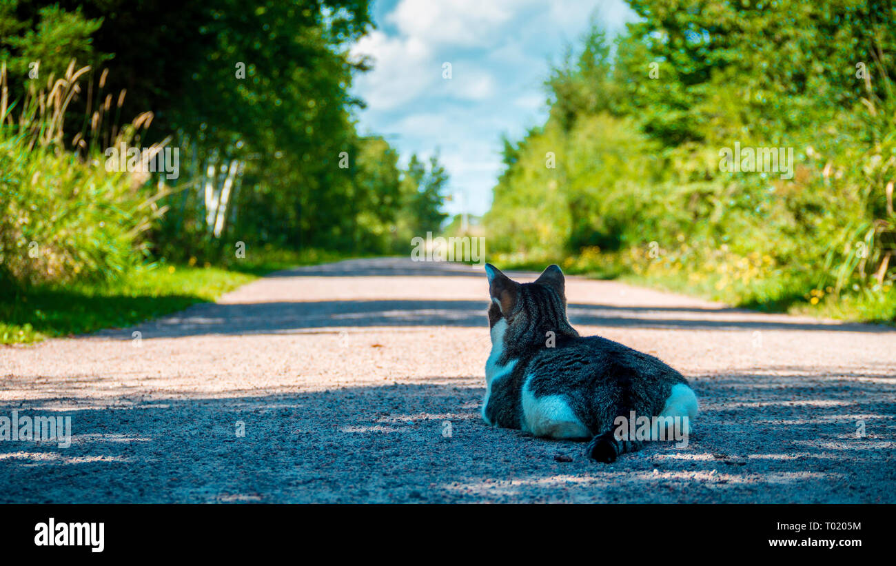 Eine Katze genießen Sie den Sonnenschein in der Mitte der Straße im Sommer Stockfoto