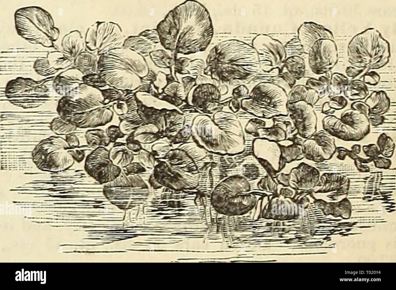 Dreer's Garten Kalender für 1887. dreersgardencale 1887 henr Jahr: 1887 1 mpkoud weiße Wirbelsäule. Lange Gkei-. n. Eakly Rahmen. Frühe Cluster. Eine sehr frühe Sorte, gut für das Zwingen oder offenen Boden angepasst. Pkt. 5 cts., oz. 15 cts., ich Lb. 50 cts. Frühe Rahmen. Die gute alte beliebte Sorte, von mittlerer Größe, gerade, und ausgezeichnet für Tabelle verwenden oder Beizen wenn Junge. Pkt. 5 cts., oz. 15 cts., ich Lb. 50 cts. Frühe Kiissian. Einer der frühesten und Robuststen; die Frucht ist klein und paarweise hergestellt. Pkt. 5 cts., oz. 15 cts., ich Lb. 50 cts. Grüne Reich. Eine der besten Beizen Sorten, dunkelgrün, Ausschreibung, c Stockfoto