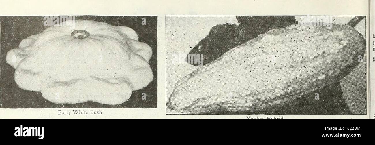 Dreer's Garden buchen Sie für 1947. dreersgardenbook 1947 henr Jahr: 1947 frühen weißen Bush Yankee Hybrid Geißel, Fr. Zucca, Ital. Sommer Squash 1 pkt. Für 6 Hügel; 1 oz. Für 25 Hügel. Calabasa, Sp. Kucrbis, Ger. Die Behandlung von Saatgut mit Semesan, Spergon, Cuprocide oder Arasan. Diese frühen Sorten sind bereit für eine Tabelle verwenden, während Ihre Haut noch zart und weich. Sie sind herrliche für Sommer und Herbst verwenden, sind aber nicht in den Winter Lagerung geeignet. Je nach Auswahl werden Sie reifen in 54 bis 60 Tagen. Dies bush Typ ist am besten für den kleinen Garten. 864 Early Straightneck. 55 -^ Tage. Robuste kompakte Pla Stockfoto