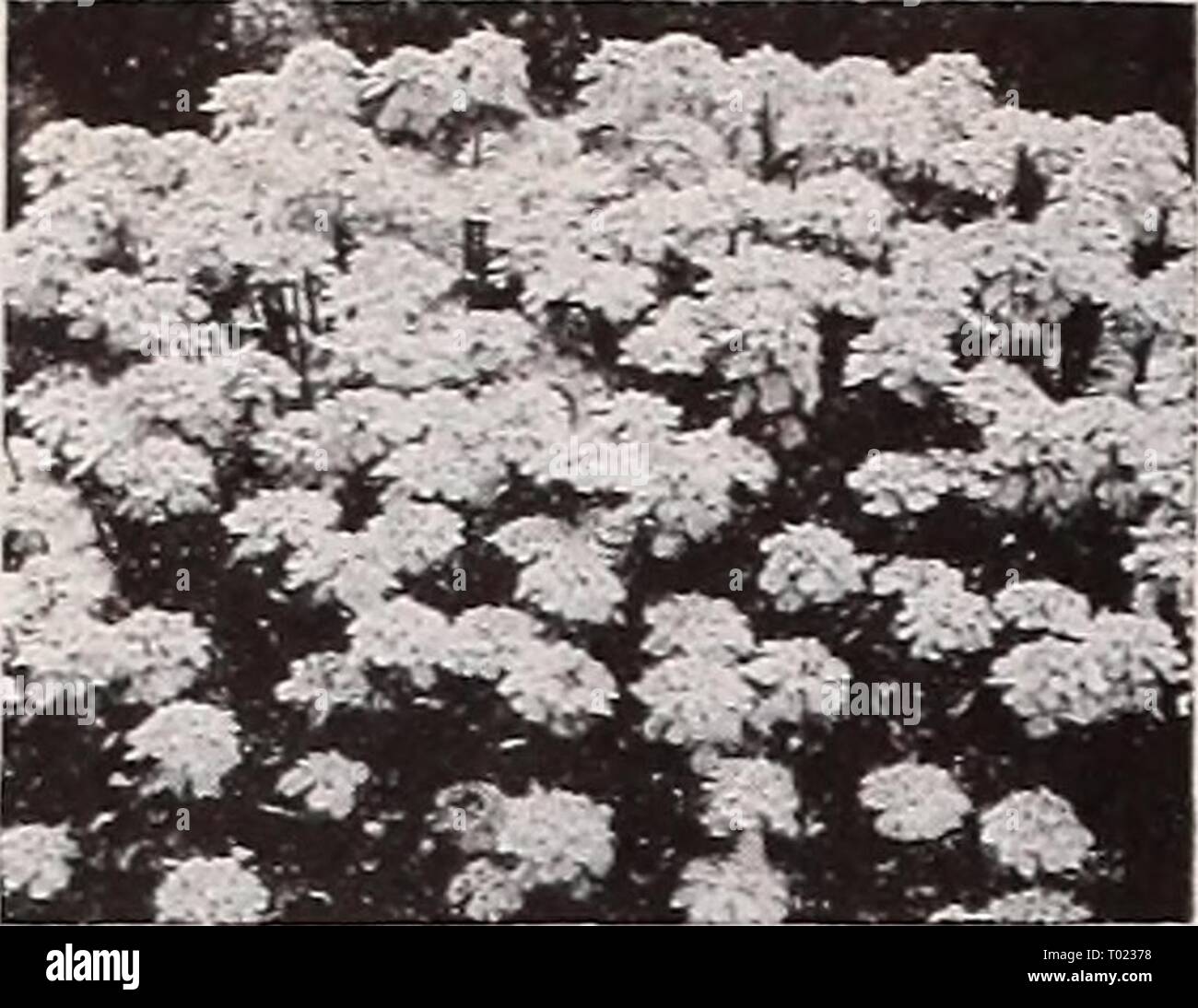 Iberis Gibraltarica //mehrjährig Schleifenblume 300 Samen Iberis Gibraltar Lila