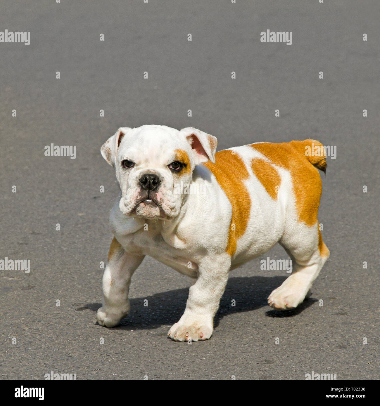 Junge englische Bulldogge Welpen von der Kamera suchen Stockfoto