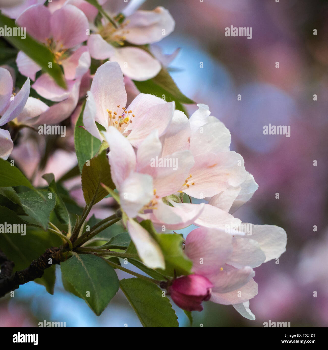 Die KIRSCHBLÜTE Saison in Ottawa, Kanada Stockfoto